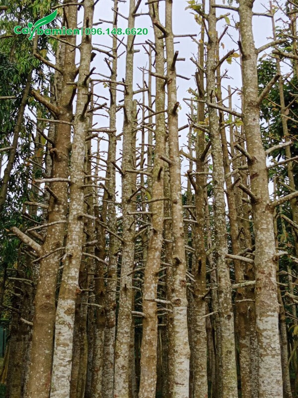 Kỹ thuật trẻ hóa cây gỗ Dầu Rái, đốn hết cành tán, cách gốc cành 40 - 60cm