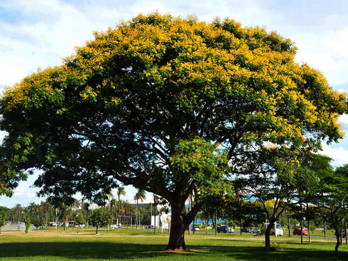 Cây diệp vàng cổ thụ có hoa