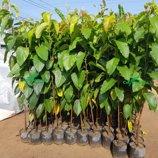 Cây Dầu Rái giống
