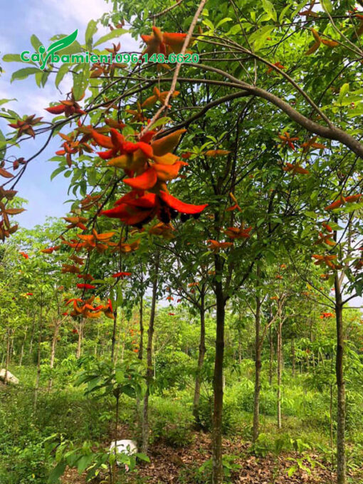 Vườn Sang công trình đang nở rộ hoa