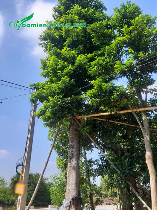 Cây Sang cổ thụ dâm ủ nhiều năm