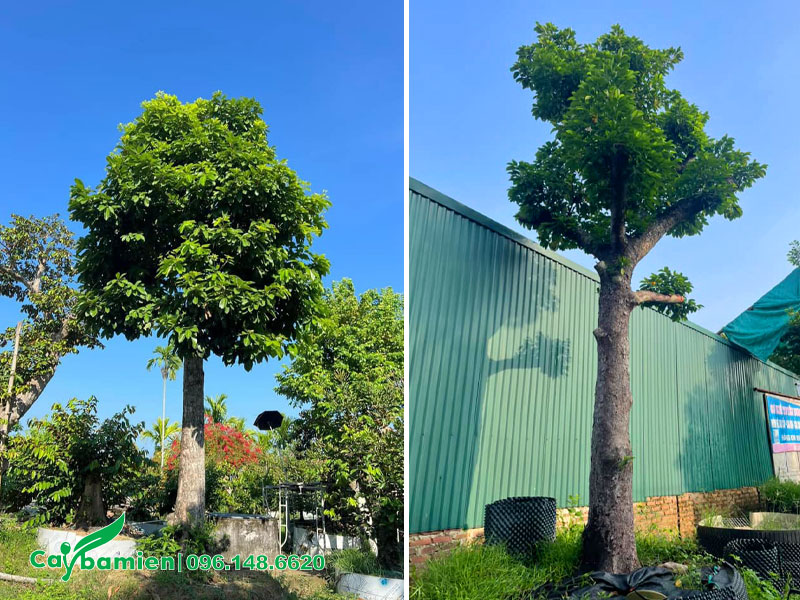 Những cây Sang cổ thụ đường kính gốc 40cm