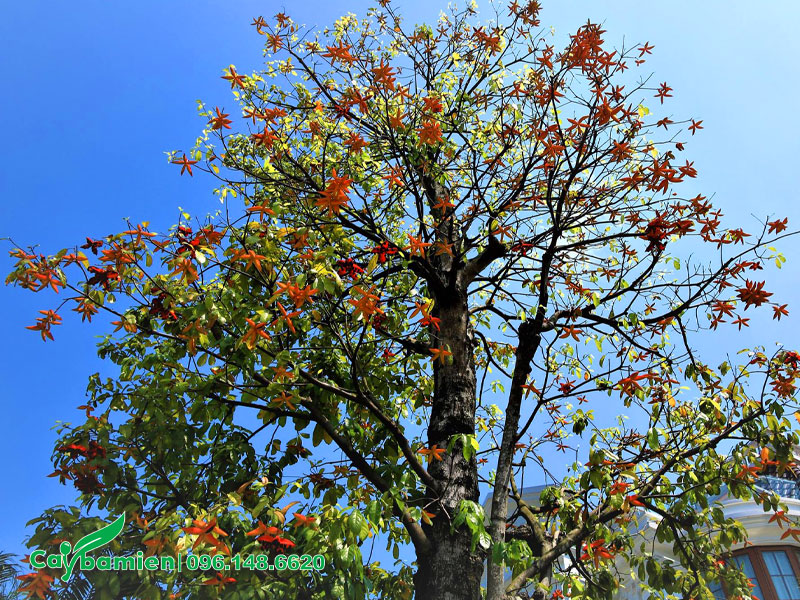 Cây Sang quả chín đỏ trên cây