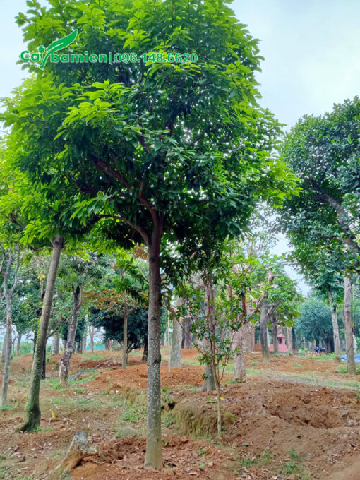 Sang Sẻ dâm ủ lâu năm tán tròn đẹp
