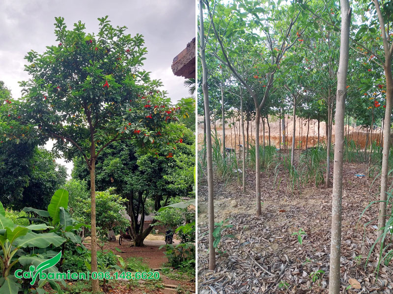 Nhà vườn nuôi trồng cây Sang công trình đường kính 5cm