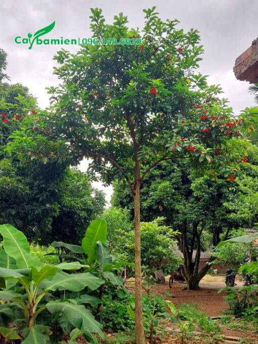 Cây sang trưởng thành đang ra hoa đỏ đẹp