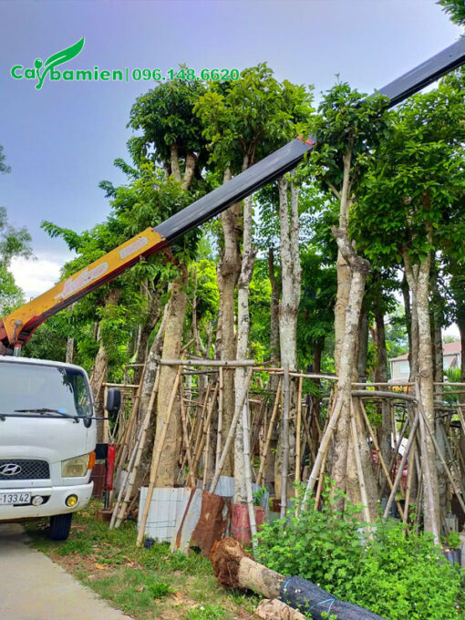 Chọn cây Sang công trình đẹp từ vườn dâm ủ lâu năm