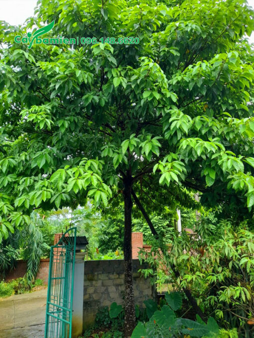 Cây Sang trồng lâu năm trước cổng nhà