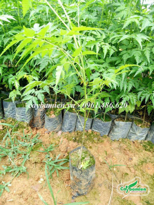 Vườn cây Xoan giống ươm hạt