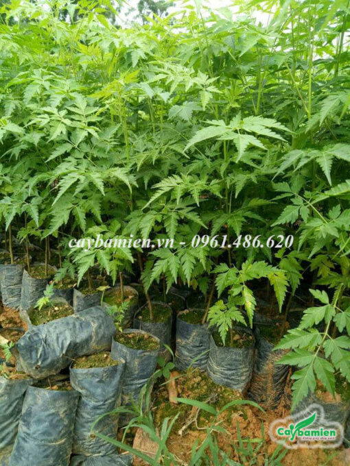 Cây xoan giống ươm hạt nguyên bầu