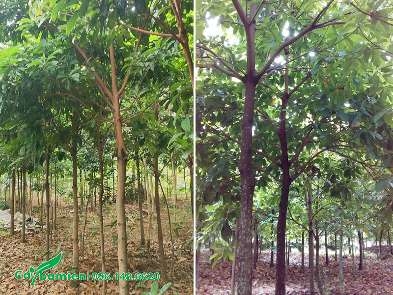 Vườn cây Sang bứng thẳng chiều cao 4 - 5m, đường kính gốc 5 - 10cm