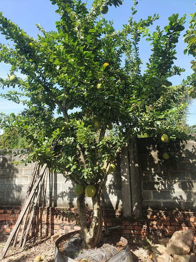 Trồng cây đào tiên