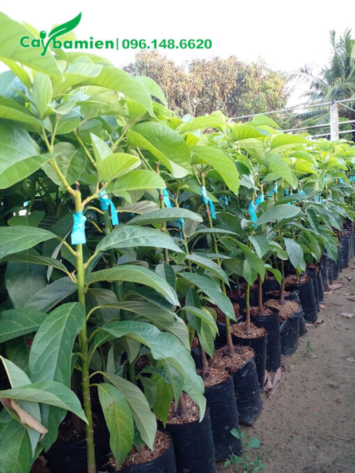 Cây giống bơ ghép, cao 50 - 70cm