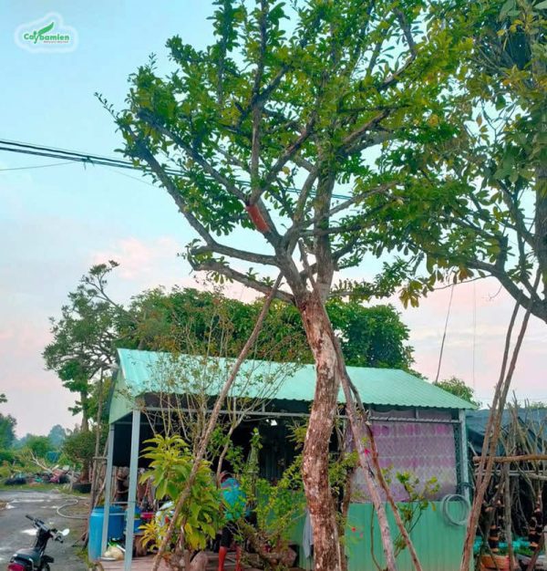 Cây đào tiên lâu năm, dáng cao thẳng, đã tạo tán chuẩn