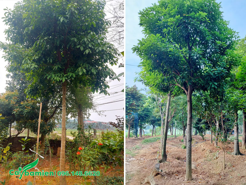 Dâm ủ những cây Sang đường kính gốc 10cm lâu năm tại vườn, tán đẹp