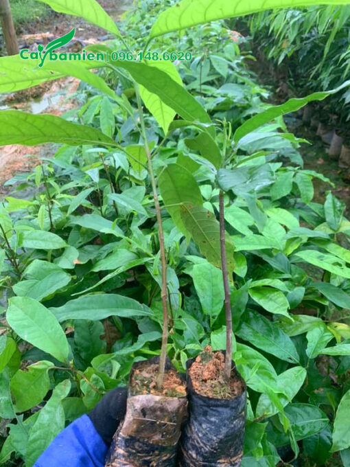 Cây sang giống cao 40cm