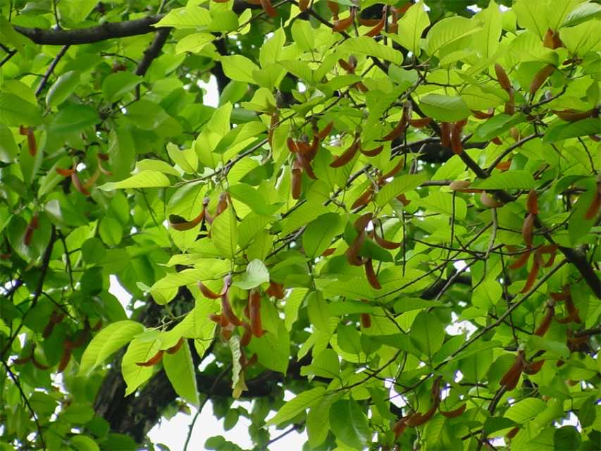 Mùa quả dầu rái