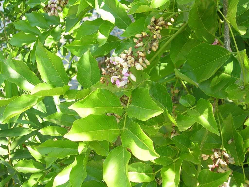 Hoa sưa nhỏ mọc ở nách lá