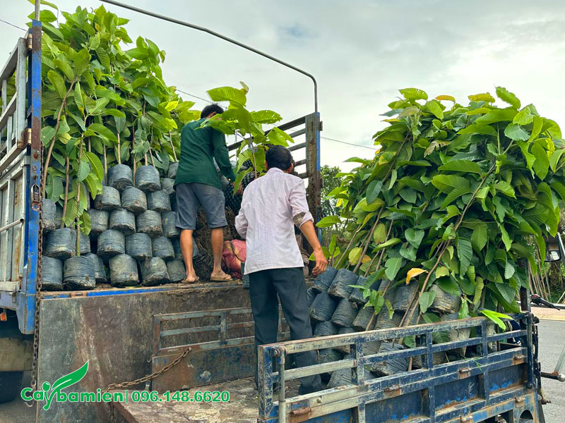 Vận chuyển đơn hàng số lượng lớn cây Dầu Rái giống