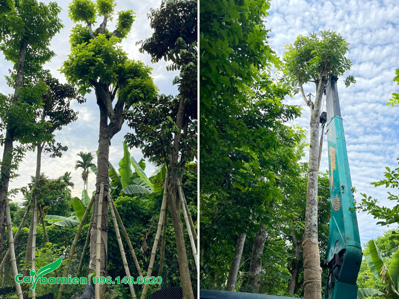 Vanh 60 - 70cm, cây Sang cao khoảng 5 - 6m