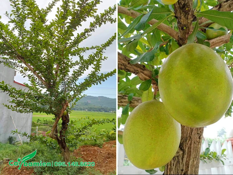 Quả đào tiên hình tròn, màu xanh đậm, da căng bóng