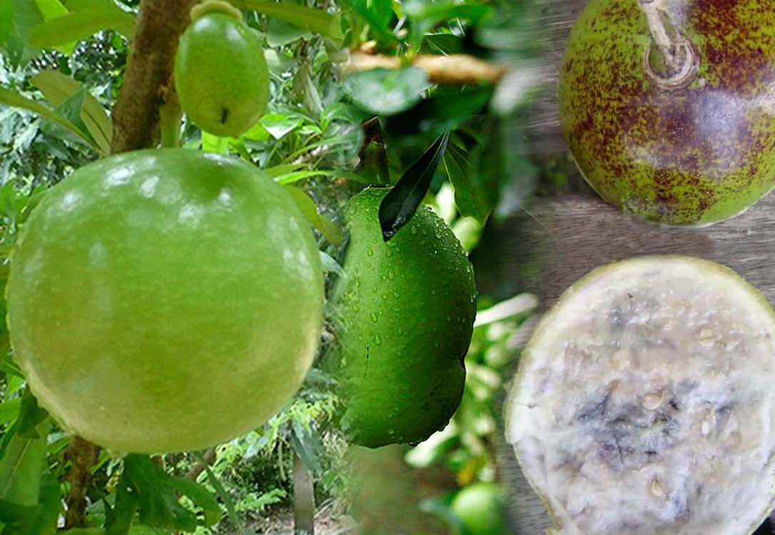 Qảu đào tiên