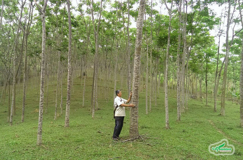 Rừng cây Xoan lâu năm để khai thác gỗ