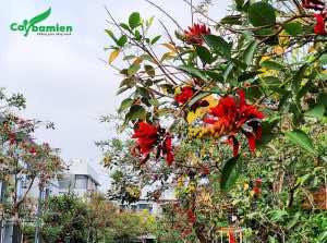 Cây osaka đỏ được trồng trong các khu đô thị