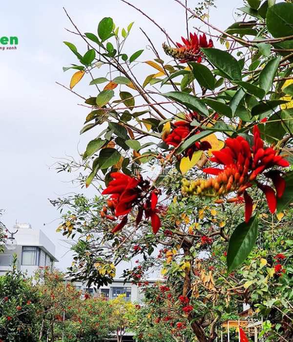 Cây osaka đỏ được trồng trong các khu đô thị