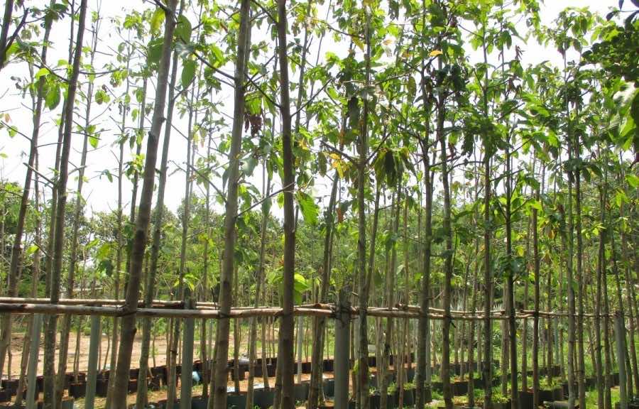 Bán cây dầu rái tại vườn