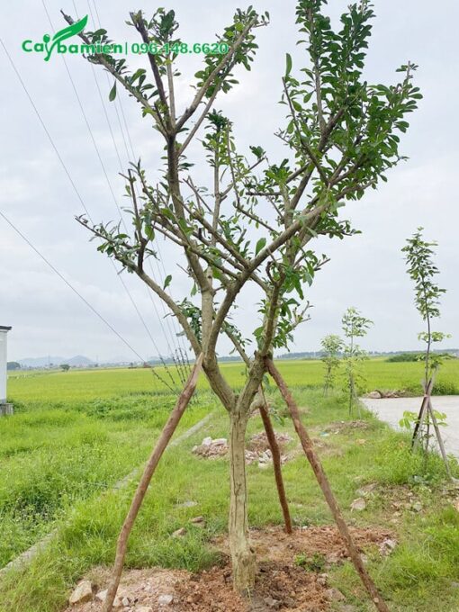 Cây vừa mới trồng, được đóng cọc chống chắc chắn