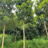 Cây Bơ đk gốc 6 - 8cm