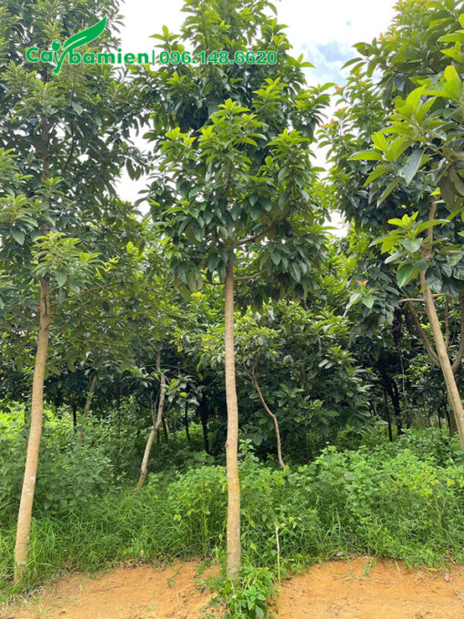 Cây Bơ đk gốc 6 - 8cm