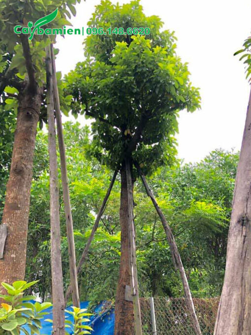 Bơ công trình dâm ủ kỹ, cao 3,5m