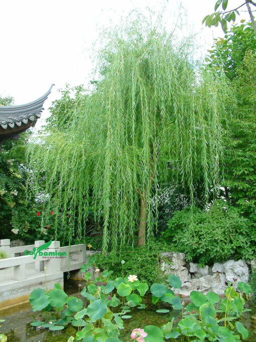 Cây liễu rũ trồng bên hồ sen, buông dáng thướt tha