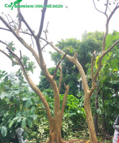 Ổi công trình cao 3m