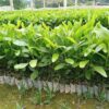 Vườn cây Keo giống chiều cao 40 - 50cm