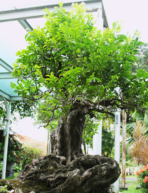 Cây thị bonsai vô cùng độc đáo