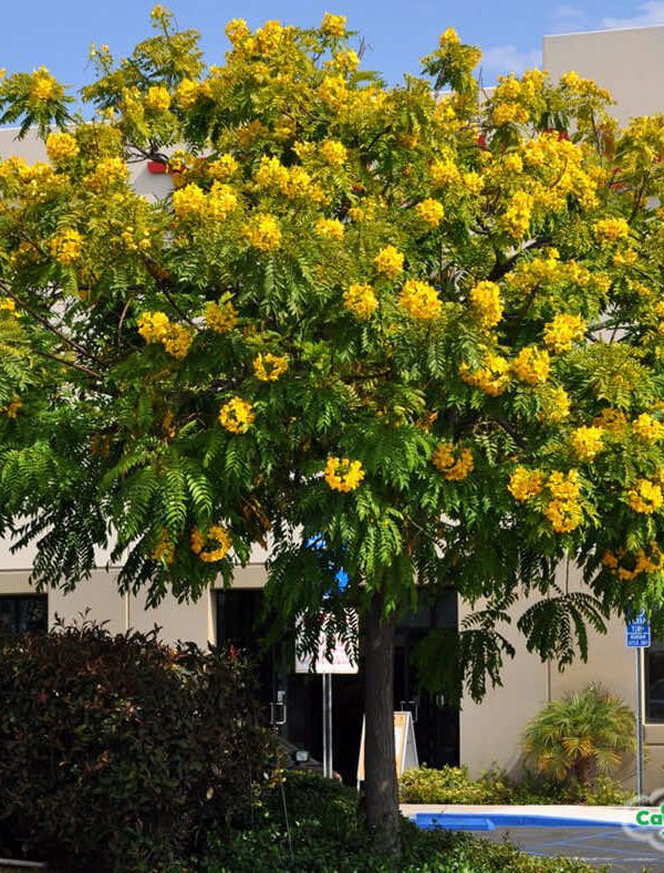 Cây hoa điệp vàng trồng trên đường phố đô thị cho bóng mát và cảnh đẹp