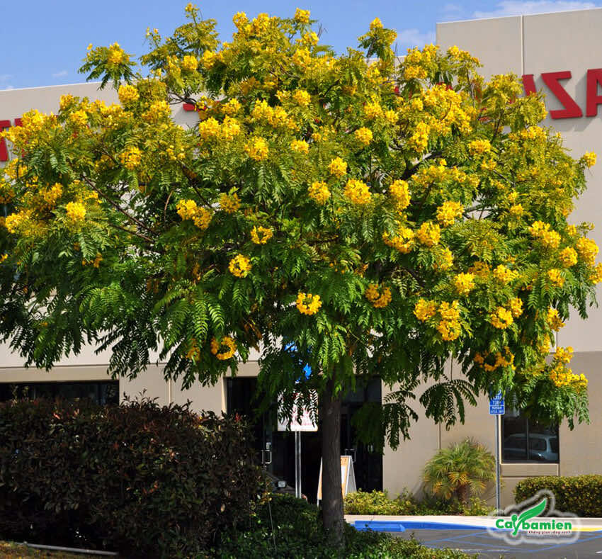 Cây hoa điệp vàng trồng trên đường phố đô thị cho bóng mát và cảnh đẹp