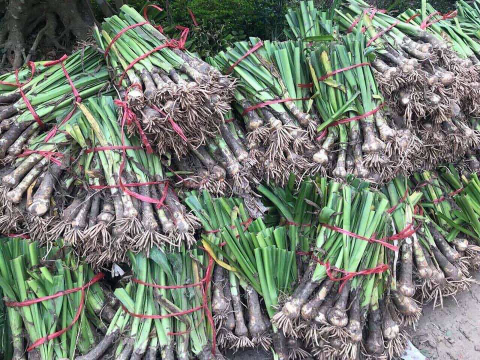 Cây bạch trinh biển giống