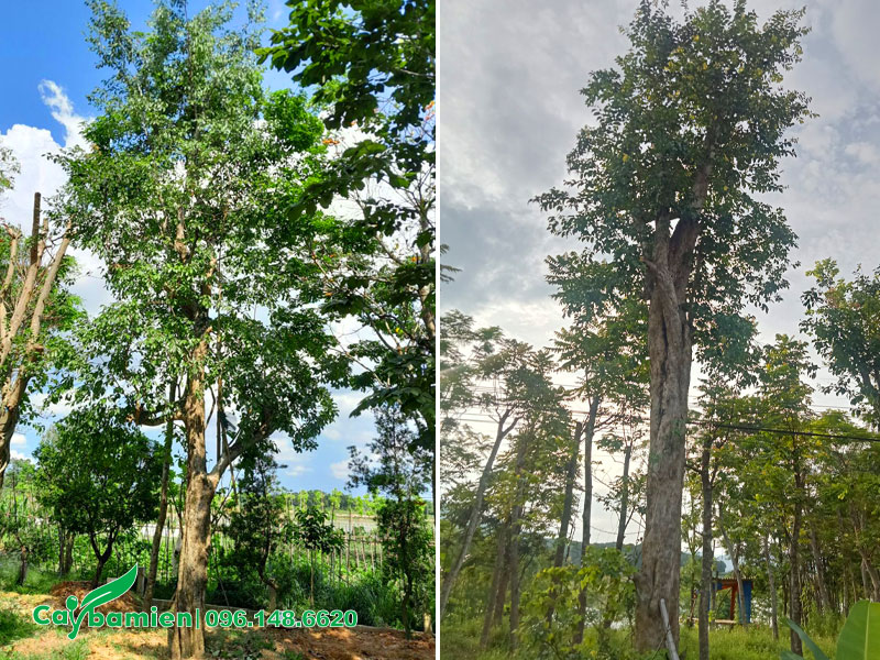 Những cây Bồ Quân cổ thụ dâm ủ vanh gốc hơn 100