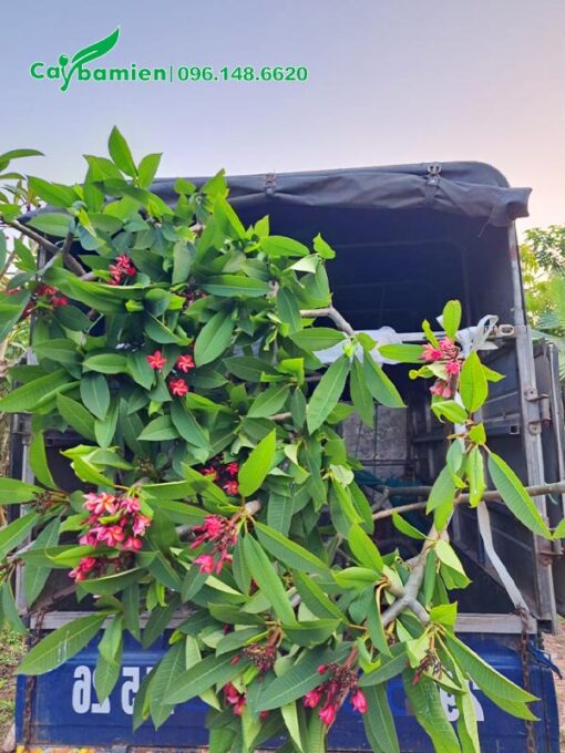 Những cây Đại hoa màu hồng đậm chiều cao hơn 2m mới xếp lên thùng xe