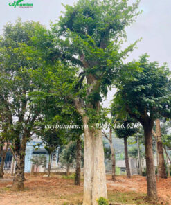 Cây Duối cổ thụ gần 100 năm tuổi