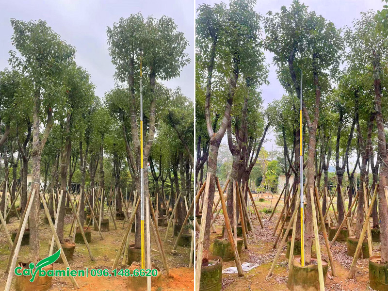 Thân cây Long Não cao lớn, vỏ ngoài xù xì