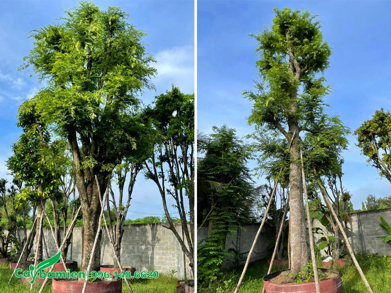 Hai cây Me công trình dâm ủ lâu năm, chiều cao 4 - 5m