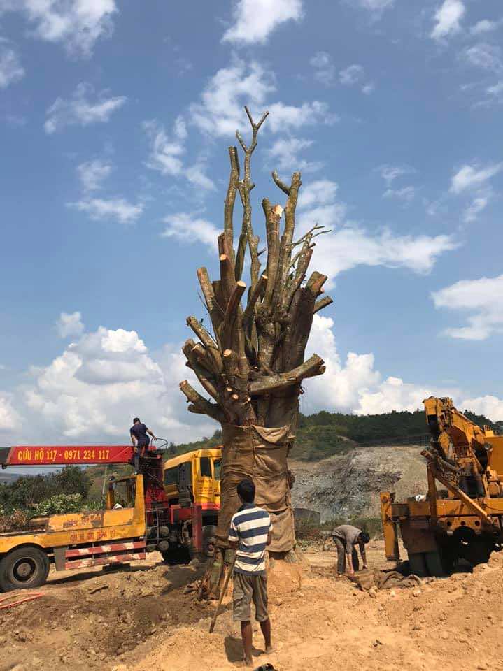 Mua bán cây sộp cổ thụ