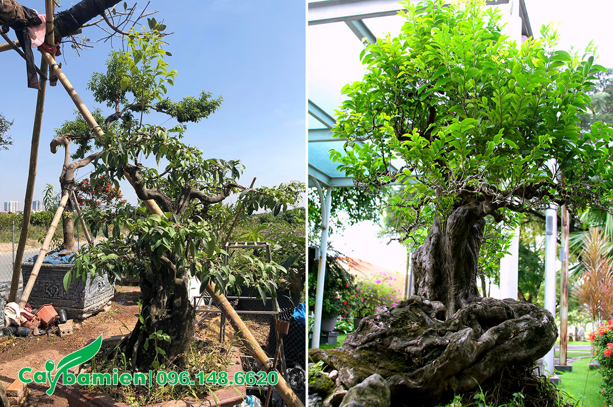 Cây Thị bonsai trồng vài chục năm, dáng vô cùng nghệ thuật