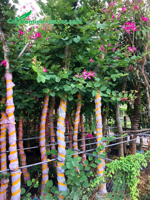 Vườn ban tím quy mô lớn, dưỡng ủ thời gian dài, hoa nở đẹp