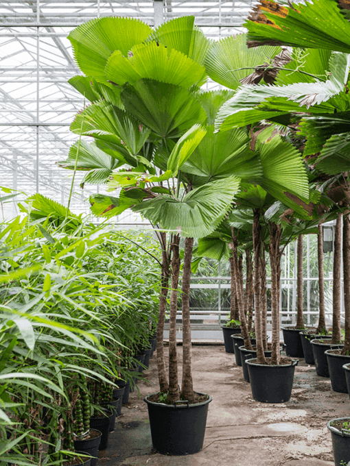 Trồng cây kè nhật tại vườn